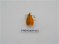 藏品(緣點苔蛾)的圖片